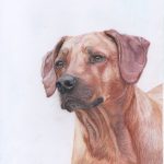 Teckning av Rhodesian ridgeback-tik