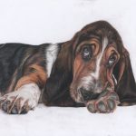 Basset teckning