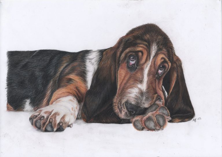 Basset teckning